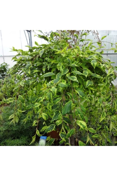 Сакура дрібнопильчаста Фрілі Фок на штамбі